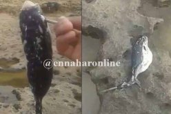 عين تموشنت … صيادون يعثرون على 3 سمكات أرنب السامة والقاتلة