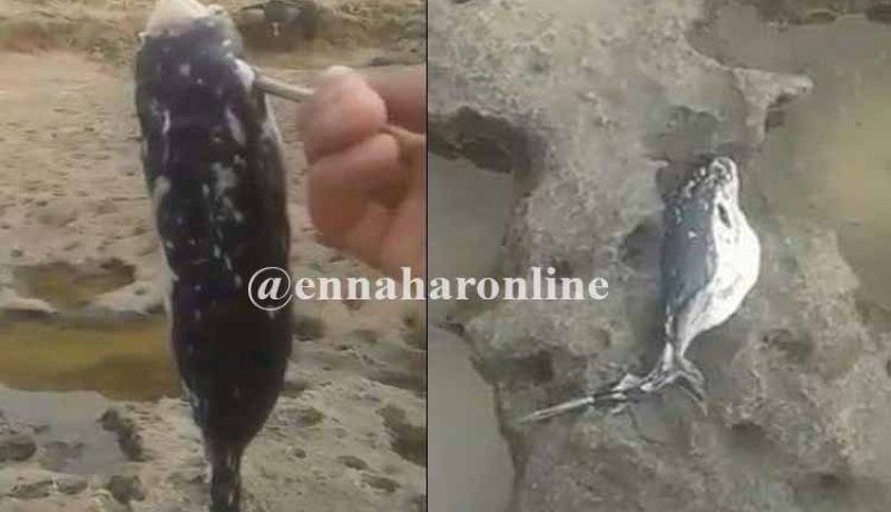عين تموشنت … صيادون يعثرون على 3 سمكات أرنب السامة والقاتلة