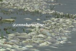 تحويل كميات كبيرة من السمك النافق للردم تحت التراب في سد قروز بميلة