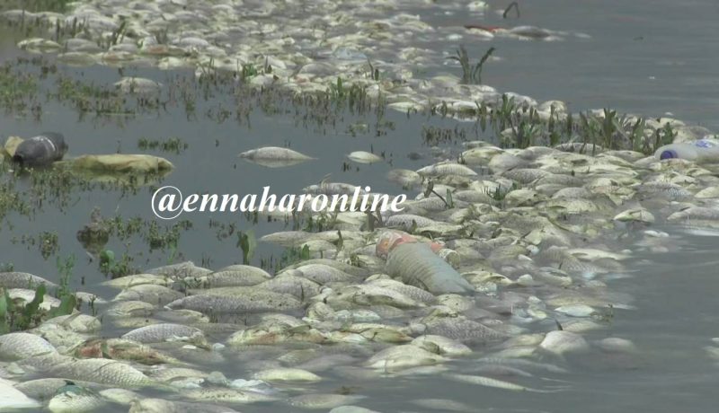 تحويل كميات كبيرة من السمك النافق للردم تحت التراب في سد قروز بميلة