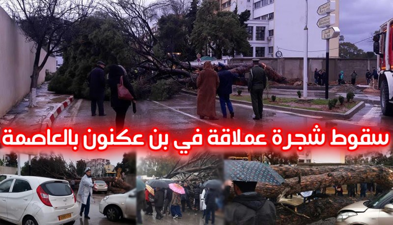 بالفيديو.. إصابة شخصين بجروح بعد سقوط شجرة على مركبتهم في بن عكنون
