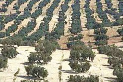 برمجة تشجير 1200 هكتار في أم البواقي