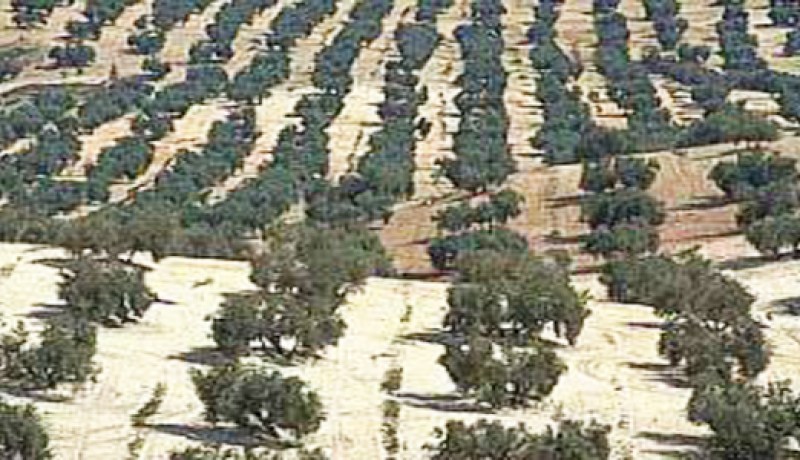 برمجة تشجير 1200 هكتار في أم البواقي