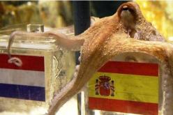 مونديال 2010: الإخطبوط العراف يختار اسبانيا لتكون بطلة العالم