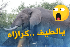 شاهد ..فيل غاضب يقتل رجلا سحقاً والسبب !