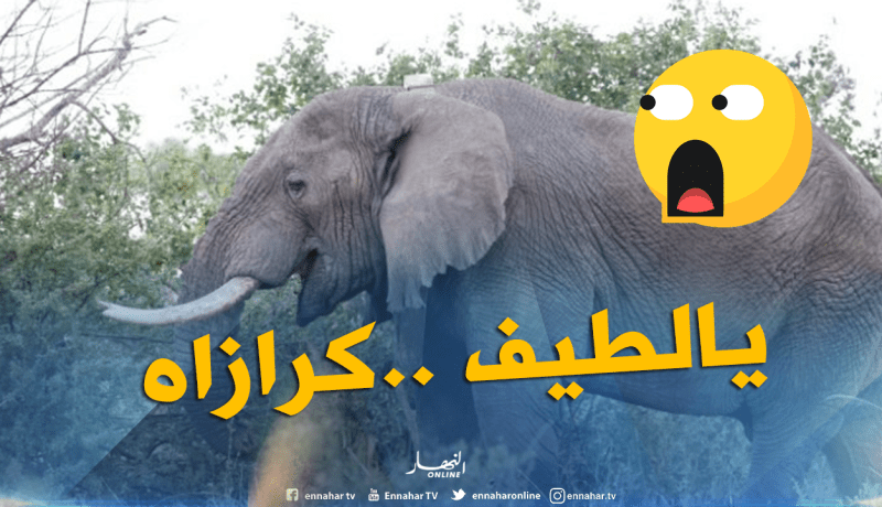 شاهد ..فيل غاضب يقتل رجلا سحقاً والسبب !