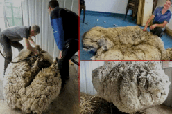 خروف أسترالي مخيف