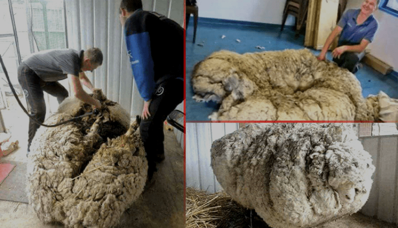 خروف أسترالي مخيف