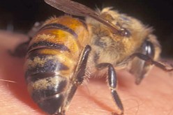 لسع النحل لعلاج أمراض التهاب المفاصل والسكري