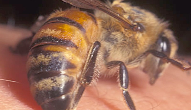 لسع النحل لعلاج أمراض التهاب المفاصل والسكري