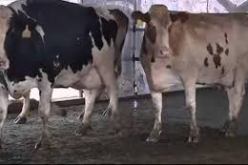 الهند تمنح الجزائر مليون جرعة لقاح ضد الحمى القلاعية