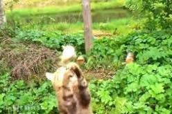 بالفيديو قط يختطف سمكة طائرة ويغلب 3 رجال