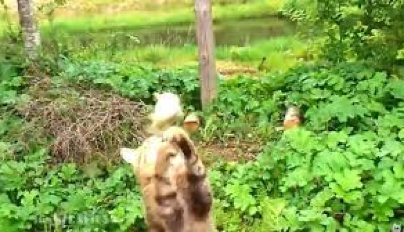 بالفيديو قط يختطف سمكة طائرة ويغلب 3 رجال