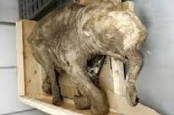 علماء آثار صينيون يكتشفون بقايا فيلة بدائية