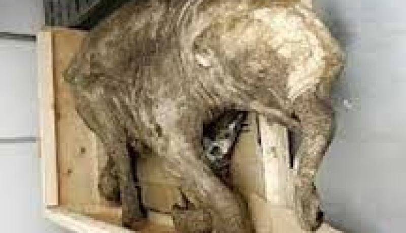 علماء آثار صينيون يكتشفون بقايا فيلة بدائية