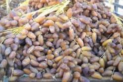 إحباط محاولة تهريب أكثر من 3 قناطر من التمور إلى المغرب في تلمسان