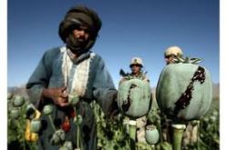 الامم المتحدة: انخفاض انتاج الافيون في افغانستان بمقدار الثلث