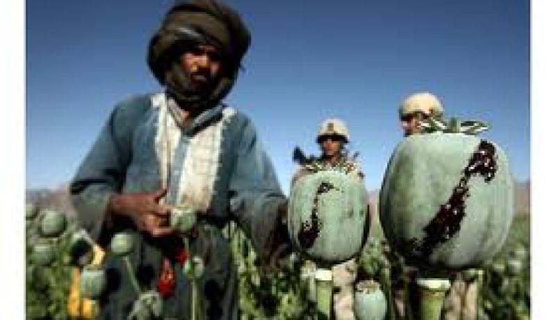 الامم المتحدة: انخفاض انتاج الافيون في افغانستان بمقدار الثلث