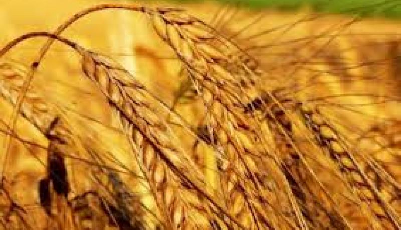 منحة قمح أمريكية للأردن بقيمة 17 مليون دولار