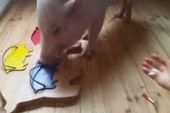 بالفيديو خنزير ذكي يلعب ويستفيد