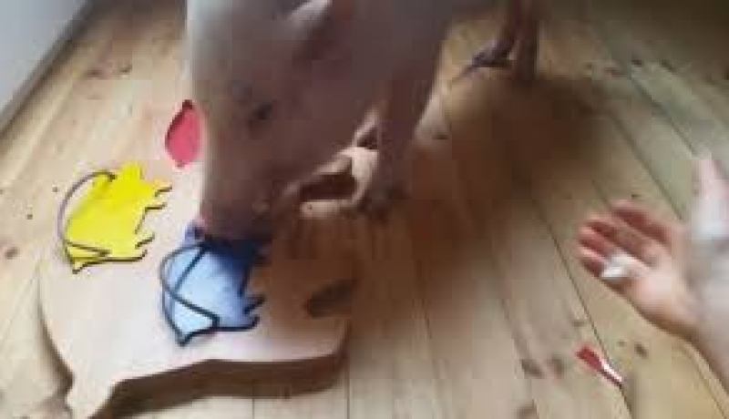 بالفيديو خنزير ذكي يلعب ويستفيد