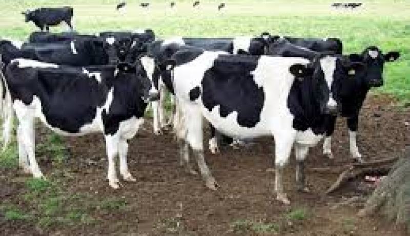 تسجيل 12 بؤرة للحمى القلاعية عبر ولاية أم البواقي