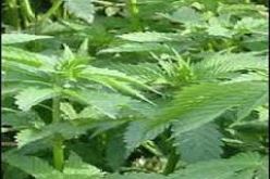 حجز أكثر من 65 كلغ من القنب الهندي بوهران