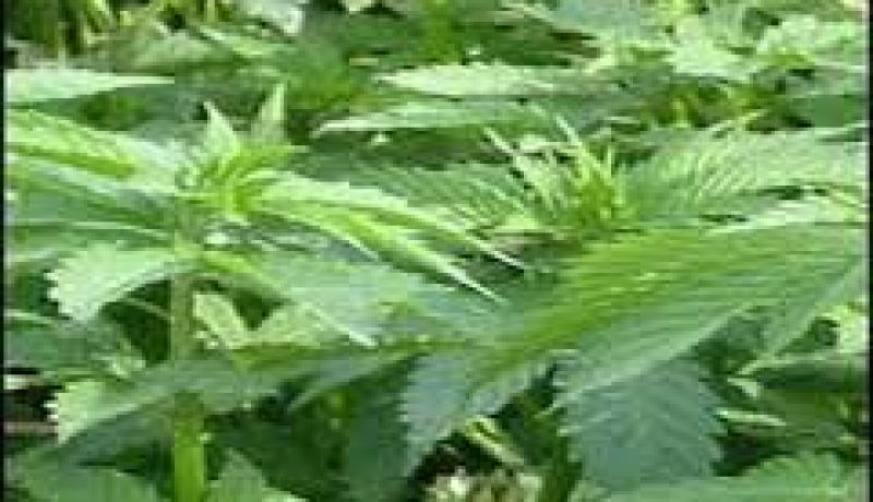 حجز أكثر من 65 كلغ من القنب الهندي بوهران