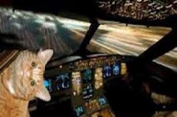 قطة تمنع طائرة سعودية من الإقلاع