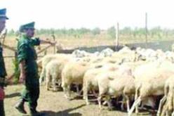 معالجة 19 قضية تتعلق بسرقة المواشي خلال السنة المنقضية من قبل الدرك الوطني بالبيض