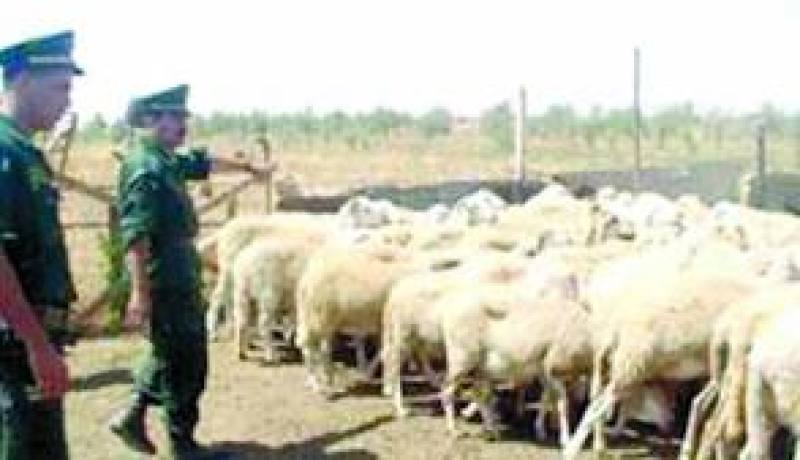 معالجة 19 قضية تتعلق بسرقة المواشي خلال السنة المنقضية من قبل الدرك الوطني بالبيض