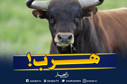 هروب “ثور” من أحد مذابح الرويبة في العاصمة