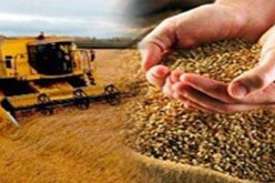 لجنة مشتركة للتعاون الفلاحي بين الجزائر و فلسطين