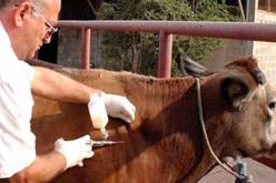 الحمى القلاعية : تلقيح أزيد من 1100 رأس من الأبقار بورقلة