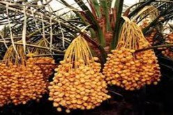 صالون لعرض وبيع التمور الجزائرية بانجلترا و إندونيسيا