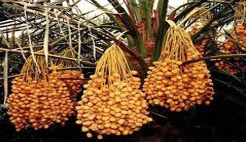 صالون لعرض وبيع التمور الجزائرية بانجلترا و إندونيسيا