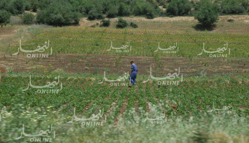نحو إستغلال مساحة تفوق 172 ألف هكتار للحرث والبذر بتلمسان