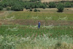 بوعزقي: تصفية الأراضي الفلاحية التي توفي أصحابها نهاية السنة