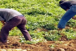 عدم تسجيل خسائر في قطاع الفلاحة خلال الإضطرابات الجوية الأخيرة بتيسمسيلت