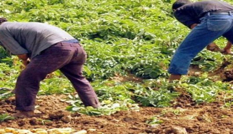 عدم تسجيل خسائر في قطاع الفلاحة خلال الإضطرابات الجوية الأخيرة بتيسمسيلت