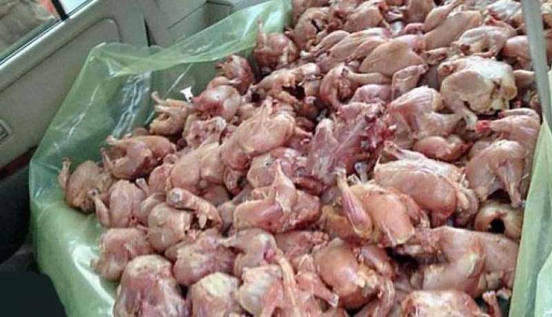 حجز أزيد من 50 قنطارا من اللحوم البيضاء بتابلاط  في المدية