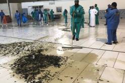 بالفيديو..أعداد هائلة من الصراصير تغزوا الحرم المكي