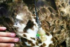 حزب الله يصطاد نسراً يحمل جهاز تجسس