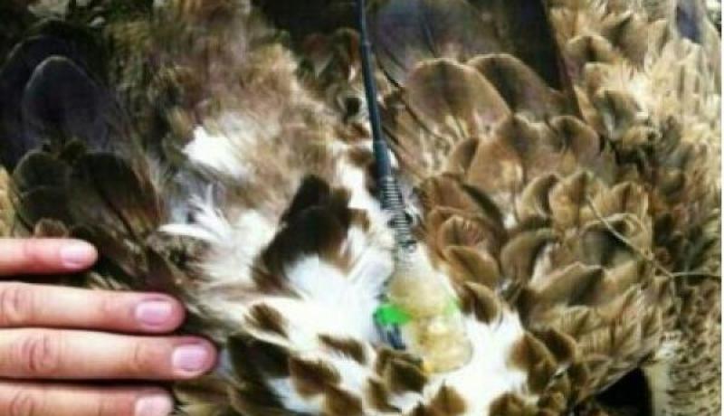 حزب الله يصطاد نسراً يحمل جهاز تجسس