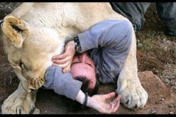 بالفيديو اسد يداعب مصور فكاد ان يفترسه