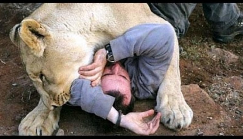 بالفيديو اسد يداعب مصور فكاد ان يفترسه