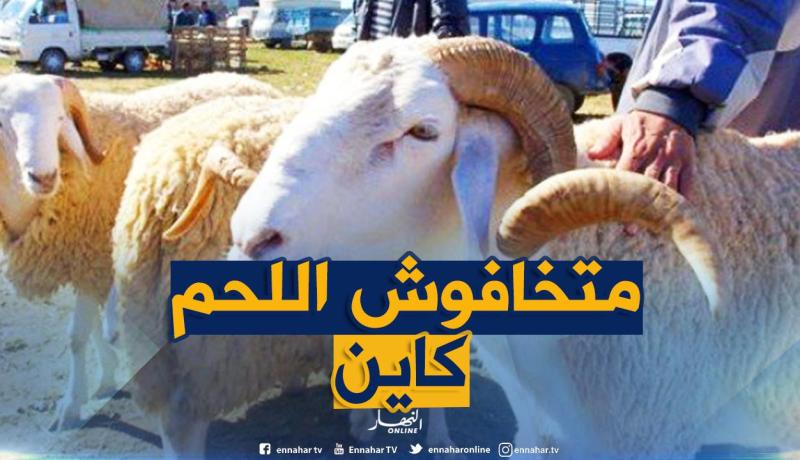 رئيس فيدرالية الموالين: لا خوف على وفرة اللحوم وأضاحي العيد