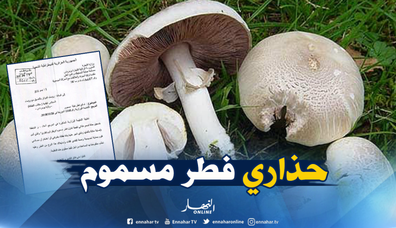 وفاة طفلة وتسمم عائلتها بعد تناولهم فطر مسموم ببومرداس