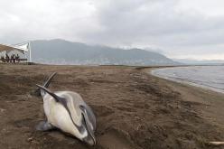 فيروس يقتل 170 دلفينا في البرازيل