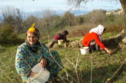 CNMA.. منح 20 حصة بالمجان للنساء الريفيات الراغبات بالاشتراك